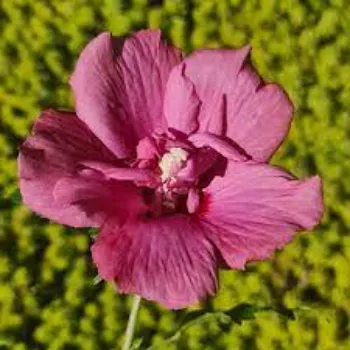 Wine Hibiscus Flower